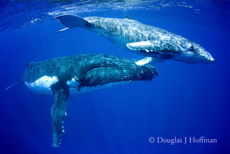 Photography by Award winning photographer Douglas J Hoffman