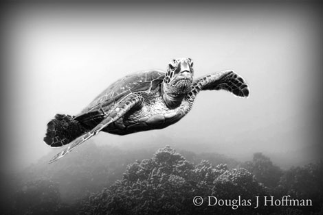 Photography by Award winning photographer Douglas J Hoffman