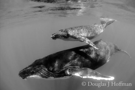 Photography by Award winning photographer Douglas J Hoffman
