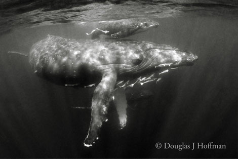Photography by Award winning photographer Douglas J Hoffman