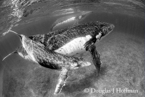 Photography by Award winning photographer Douglas J Hoffman