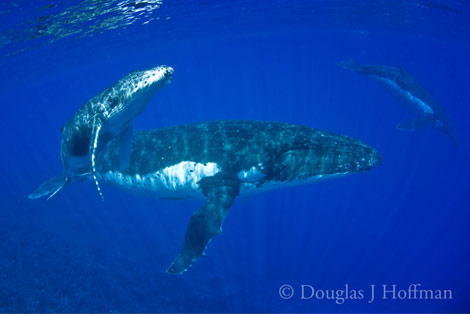 Photography by Award winning photographer Douglas J Hoffman