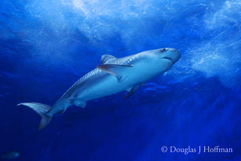 Photography by Award winning photographer Douglas J Hoffman
