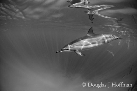 Photography by Award winning photographer Douglas J Hoffman