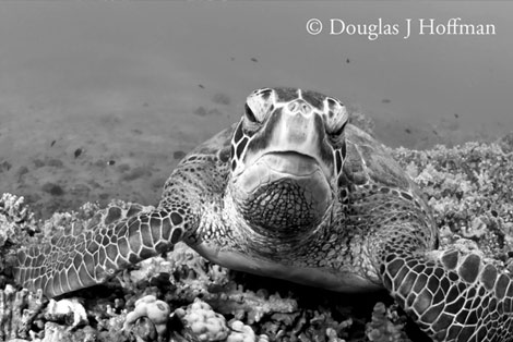 Photography by Award winning photographer Douglas J Hoffman