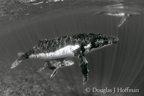 Photography by Award winning photographer Douglas J Hoffman