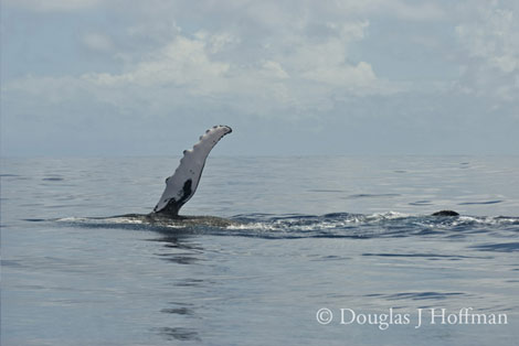 Photography by Award winning photographer Douglas J Hoffman