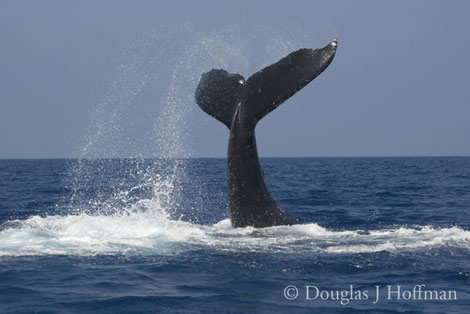 Photography by Award winning photographer Douglas J Hoffman