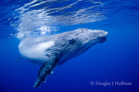 Photography by Award winning photographer Douglas J Hoffman
