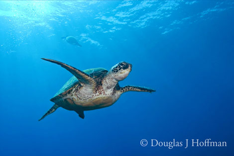 Photography by Award winning photographer Douglas J Hoffman