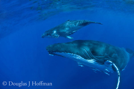 Photography by Award winning photographer Douglas J Hoffman