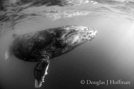 Photography by Award winning photographer Douglas J Hoffman