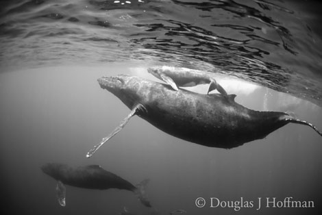 Photography by Award winning photographer Douglas J Hoffman