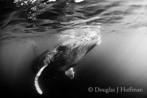 Photography by Award winning photographer Douglas J Hoffman